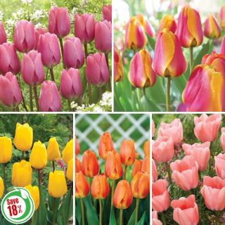 Dreamy Darwin Tulip Collection Thumbnail